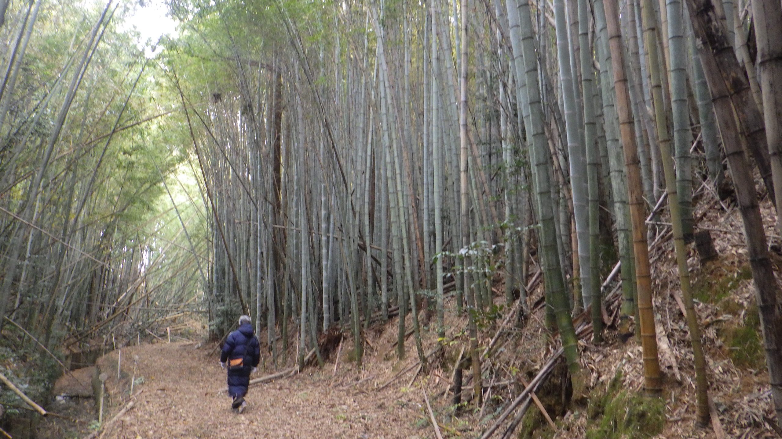 三重県鈴鹿市に「竹林の道」が出現　知る人ぞ知る「隠れた名所」