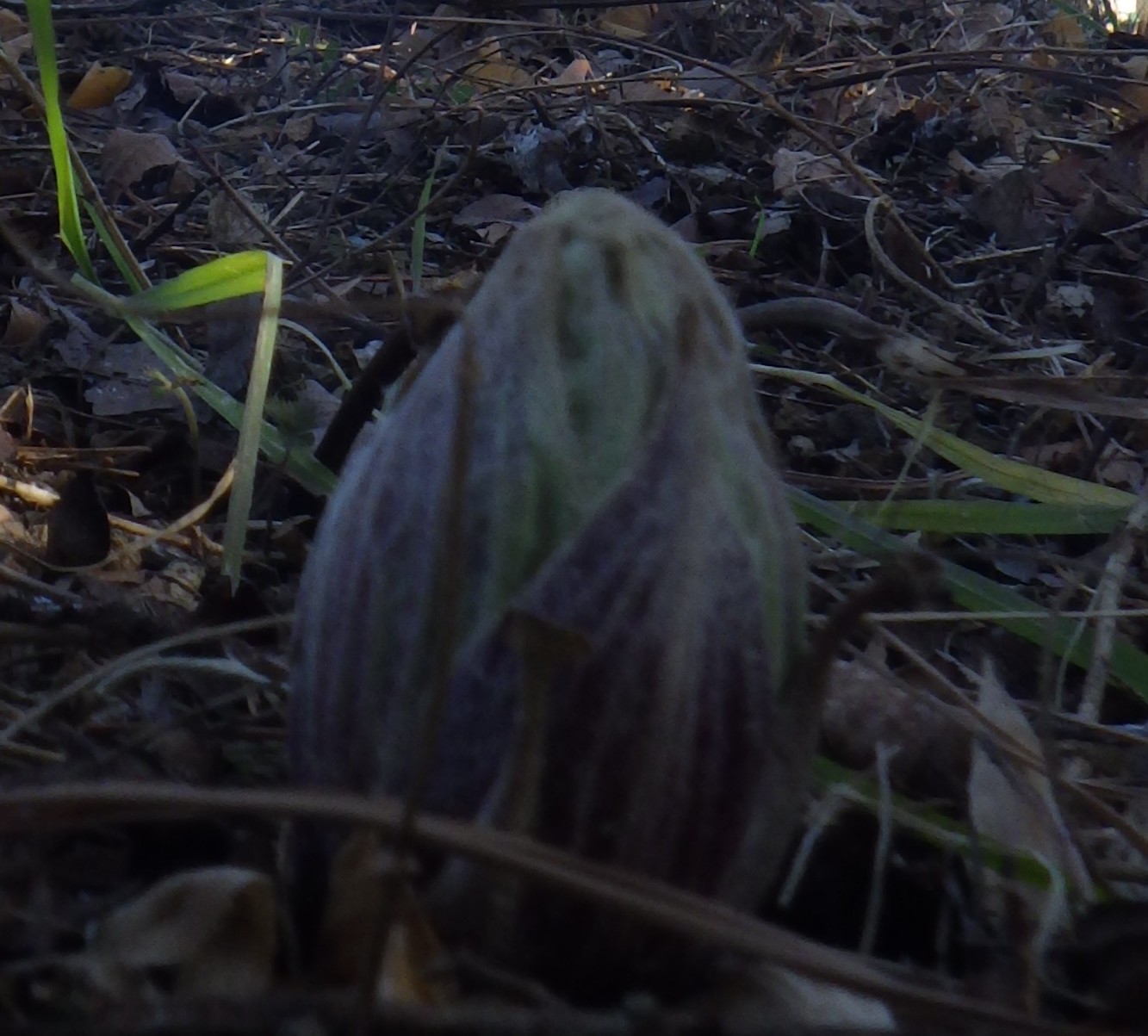 立春に合わせてフキノトウが顔出す　三重県亀山市の農園
