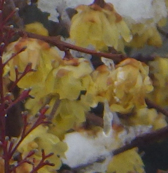 また大雪　三重県北勢地方で２月に入り２回目