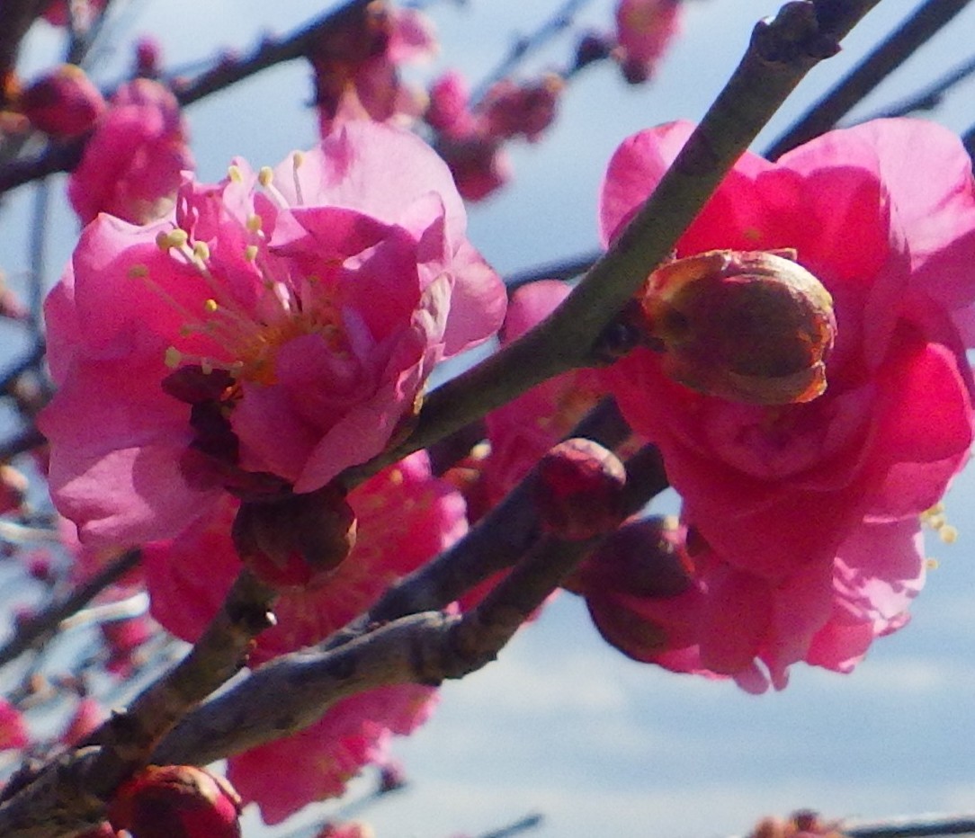 名物の梅ほころぶ　見物客の姿も　三重県鈴鹿市国分町の菅原神社