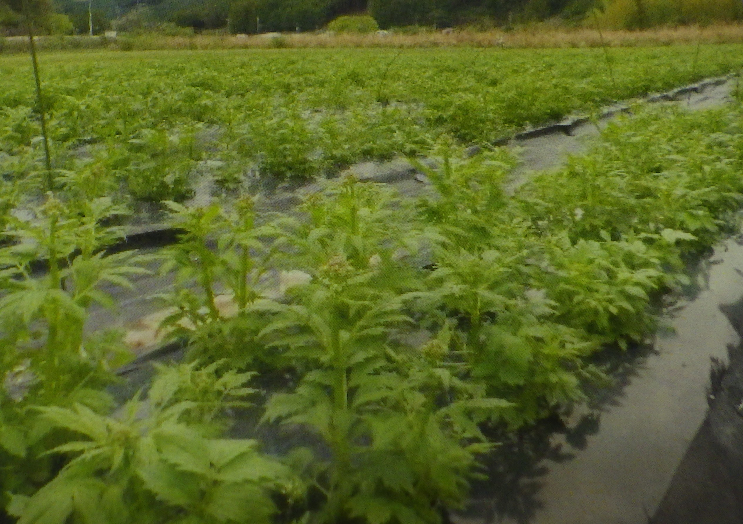 薬草カノコソウの栽培を　三重県四日市市の老舗企業が苗を無料で提供し、生産物を買い上げ　鈴鹿市の農家向けに勉強会　